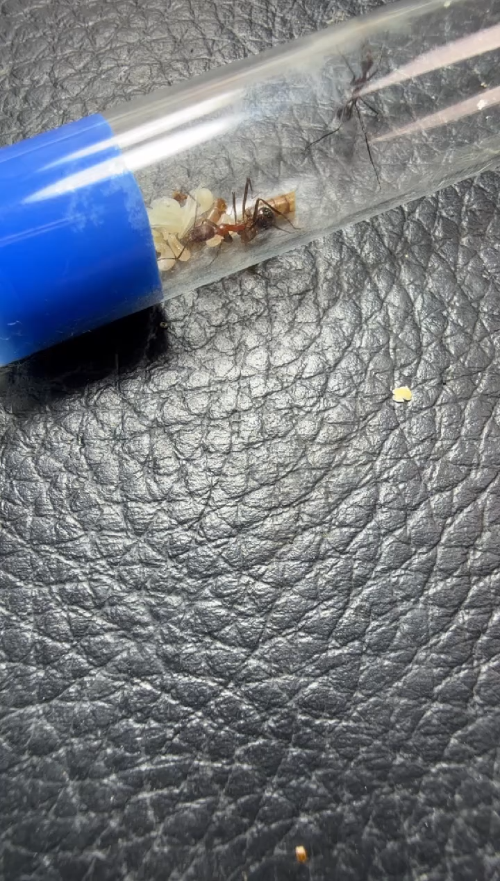 蚂蚁工坊661号科