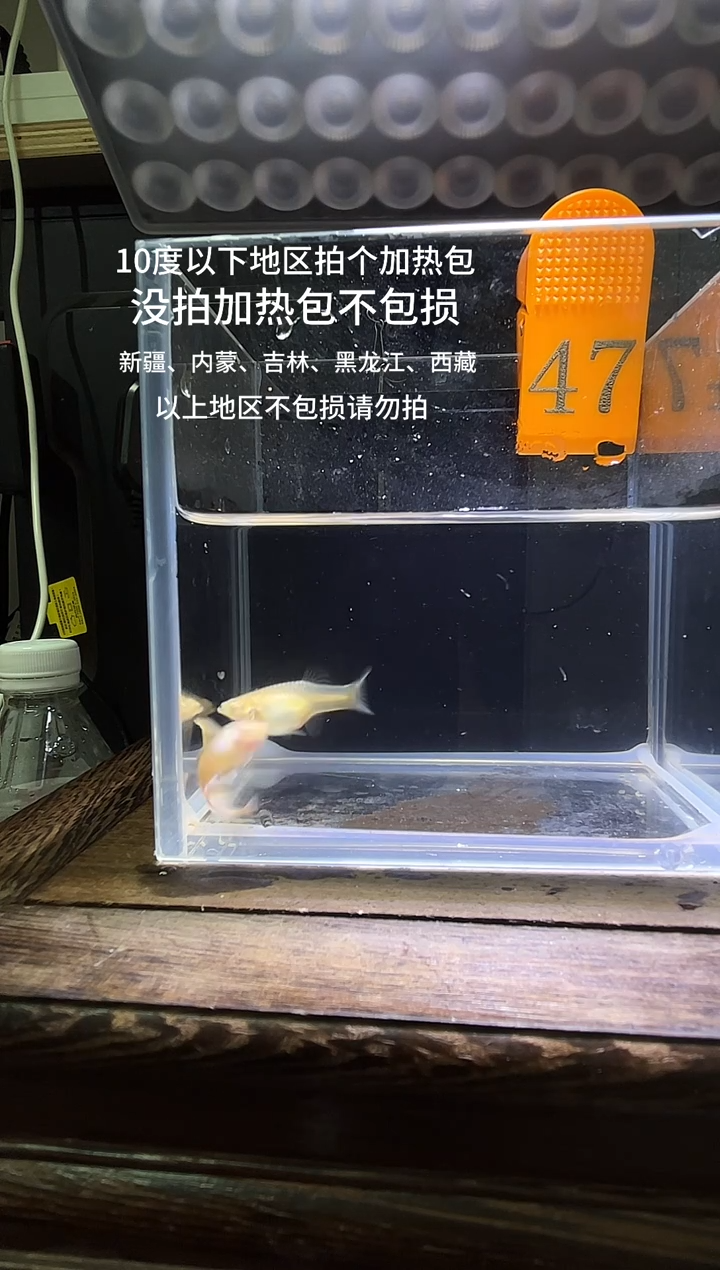 孔雀鱼金粉孔雀鱼编号47