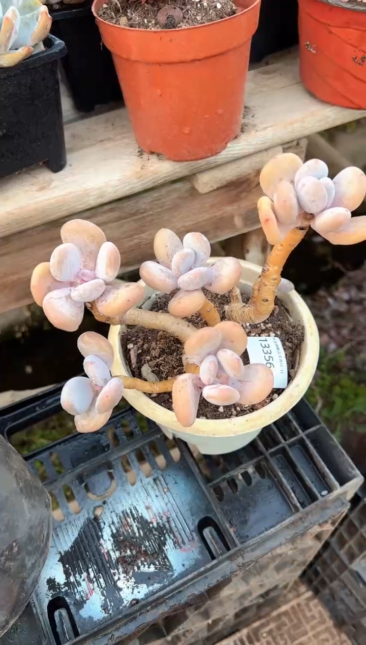 酒*多肉植物一物一拍13356