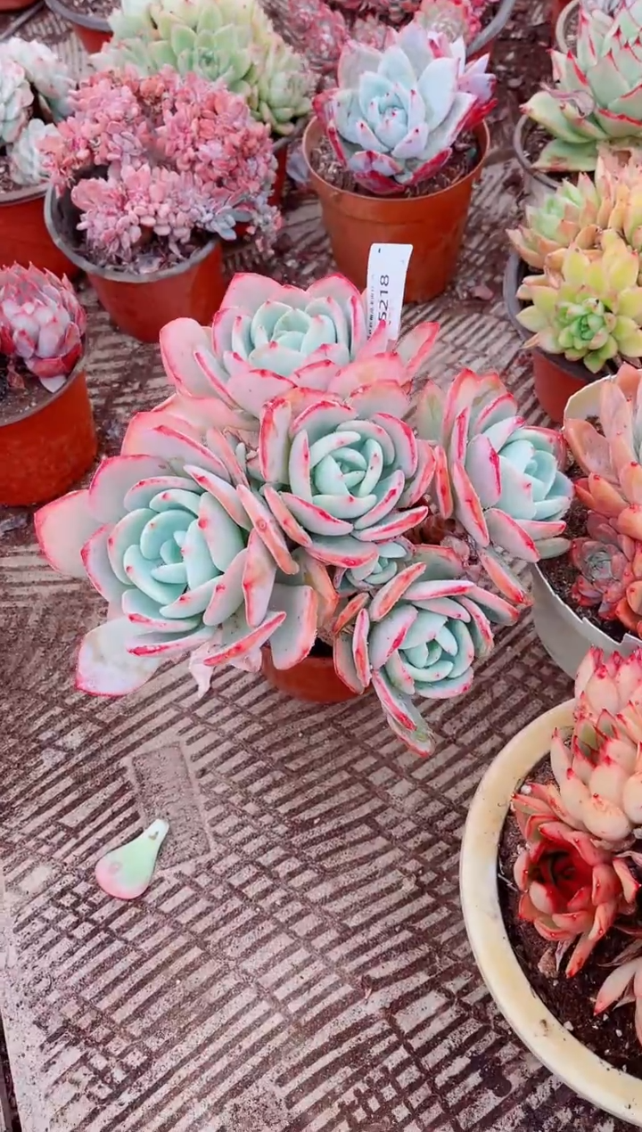 阿*瑞跃跃精品多肉25218