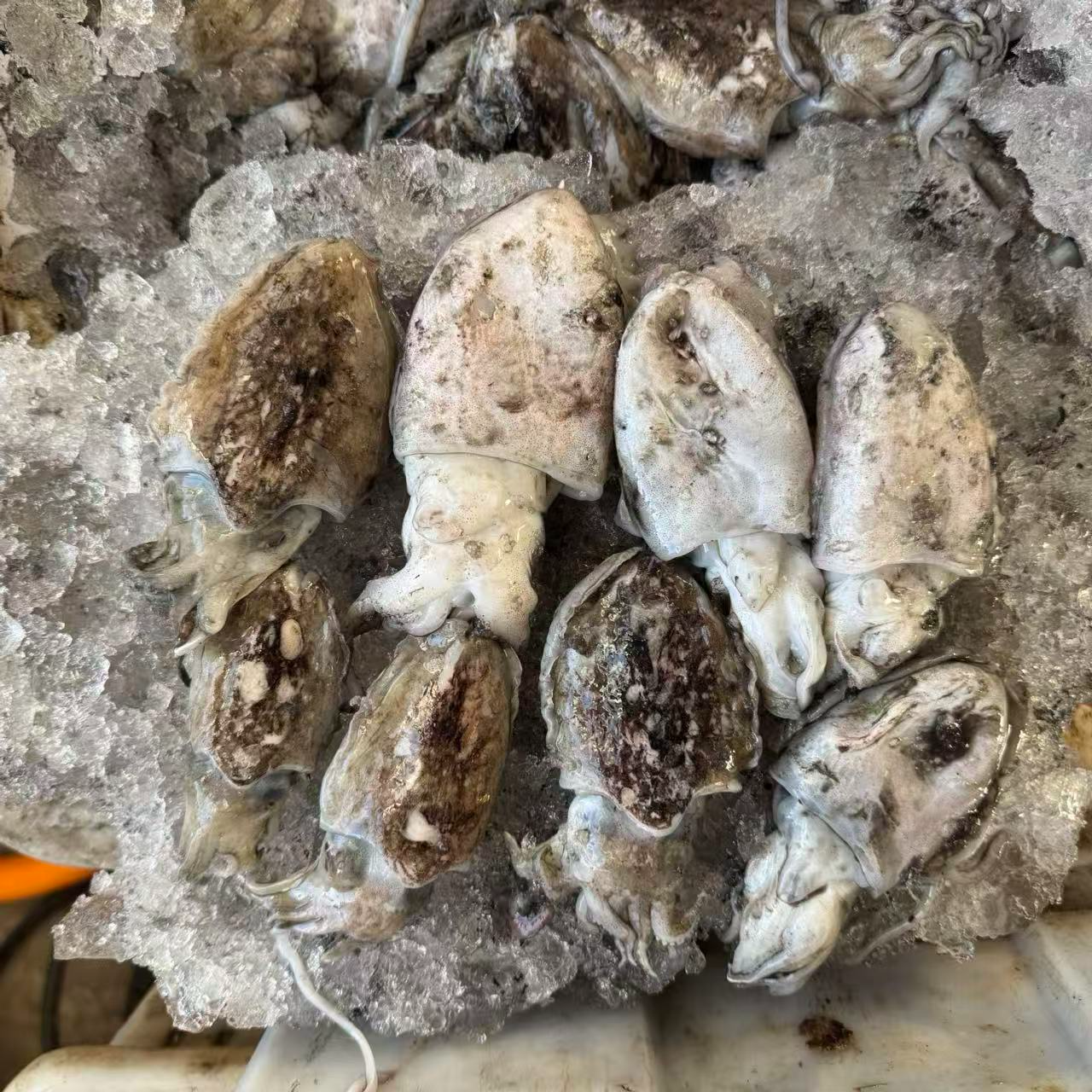 中号乌鱼墨鱼有大有小！个别比较小3斤装丹东东港野生鱼