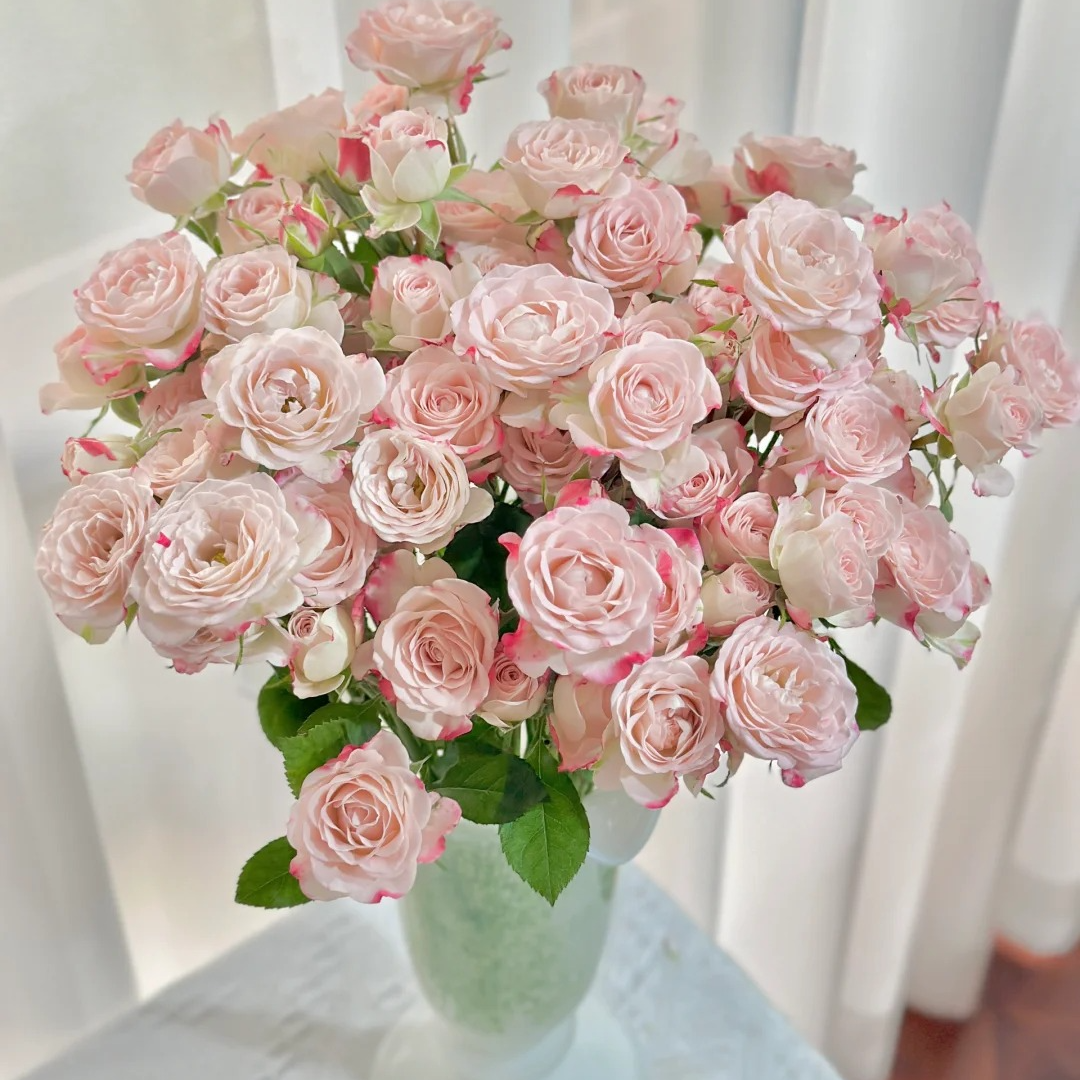 折射泡泡多头玫瑰 小仙女配色 云南鲜花基地直发