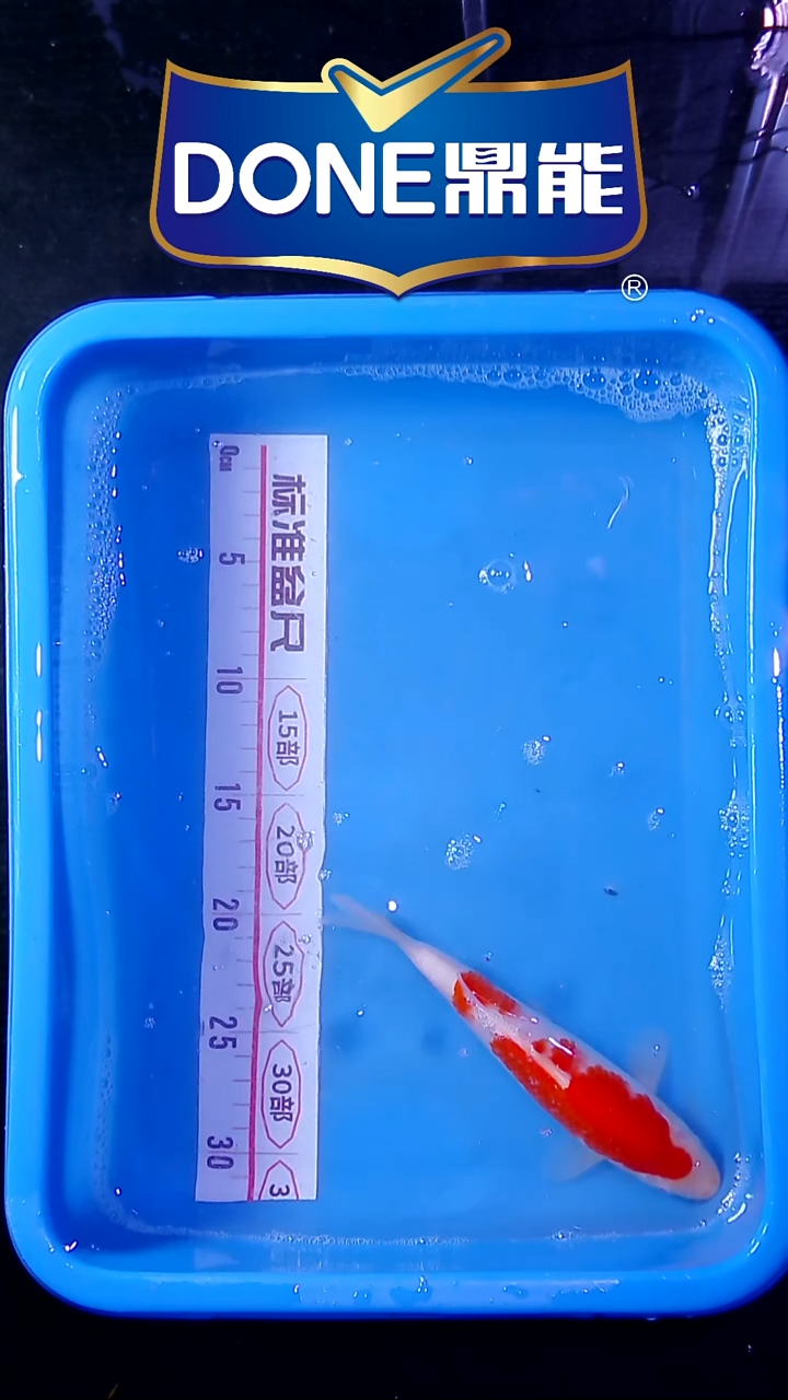 锦鲤直播间菁选 对版发货 29号