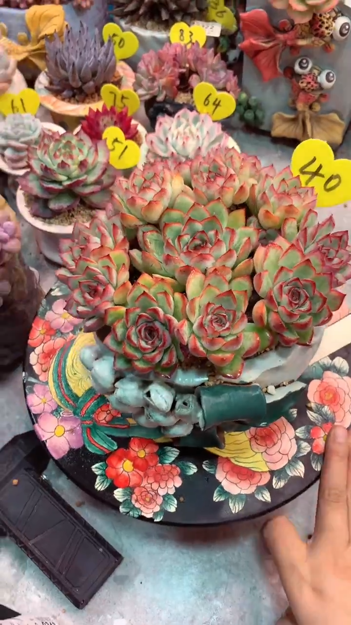 40  模特区 荷花