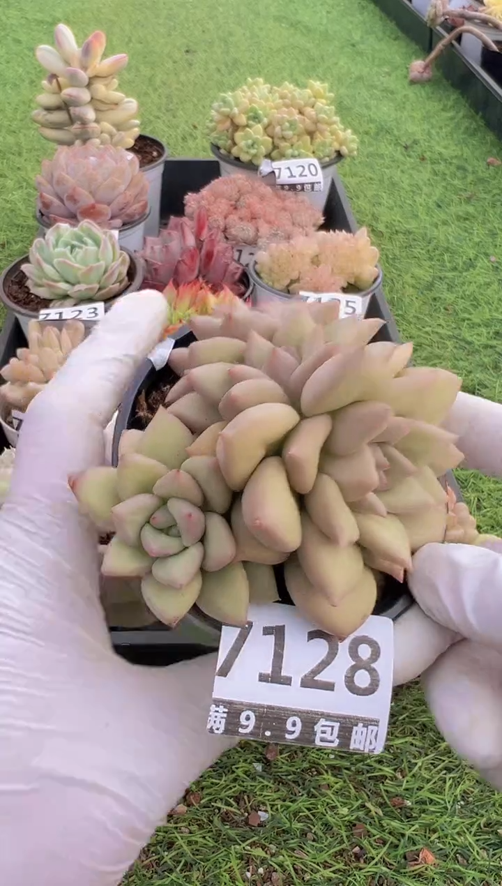 【闪购商品】信福多肉一物一拍