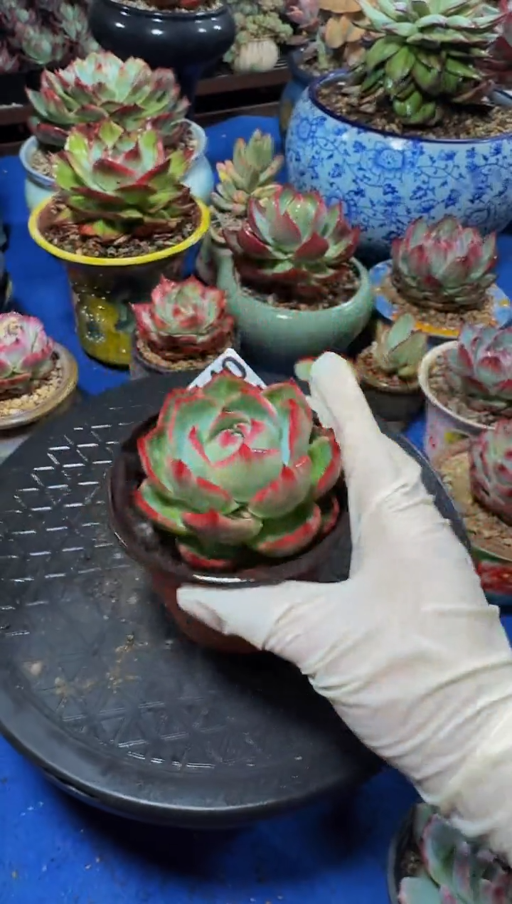 C140惊鸿仙子------