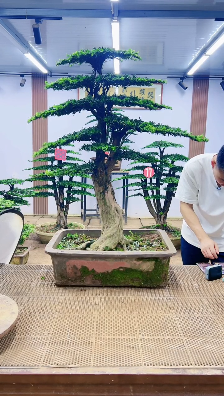 无花朵000000000000000