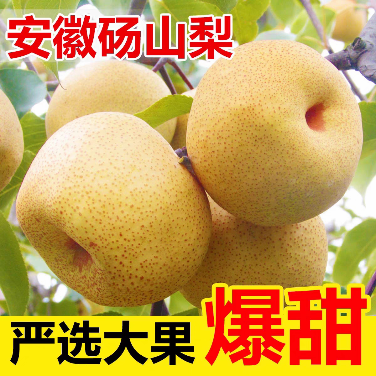 【百年梨树】正宗砀山酥梨老树果现摘现发当季新鲜水果脆甜多汁