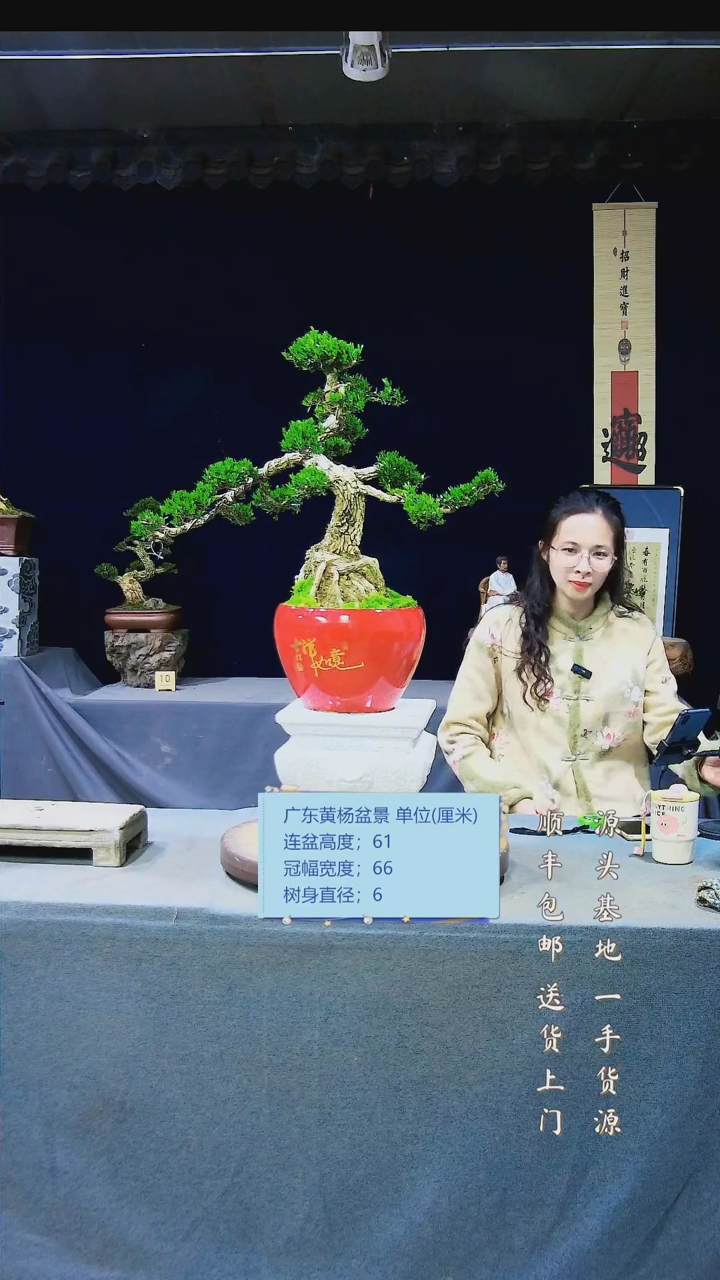 【闪购商品】雀舌黄杨盆景雀舌黄杨盆景