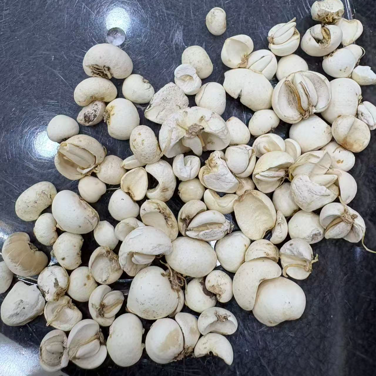 川贝母（碎半子）福利款
