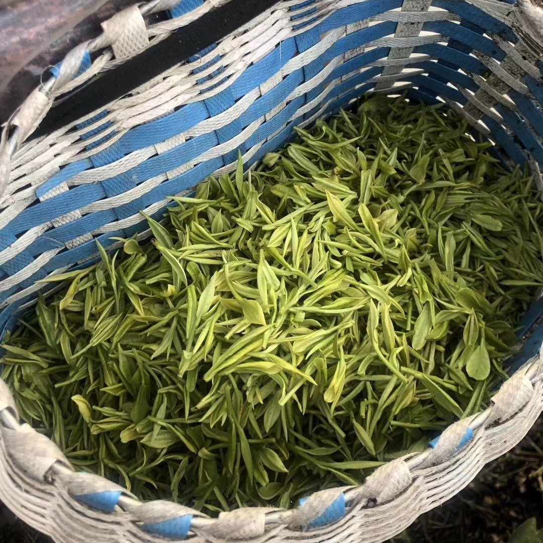 （特级三等200）黄山毛峰雨后