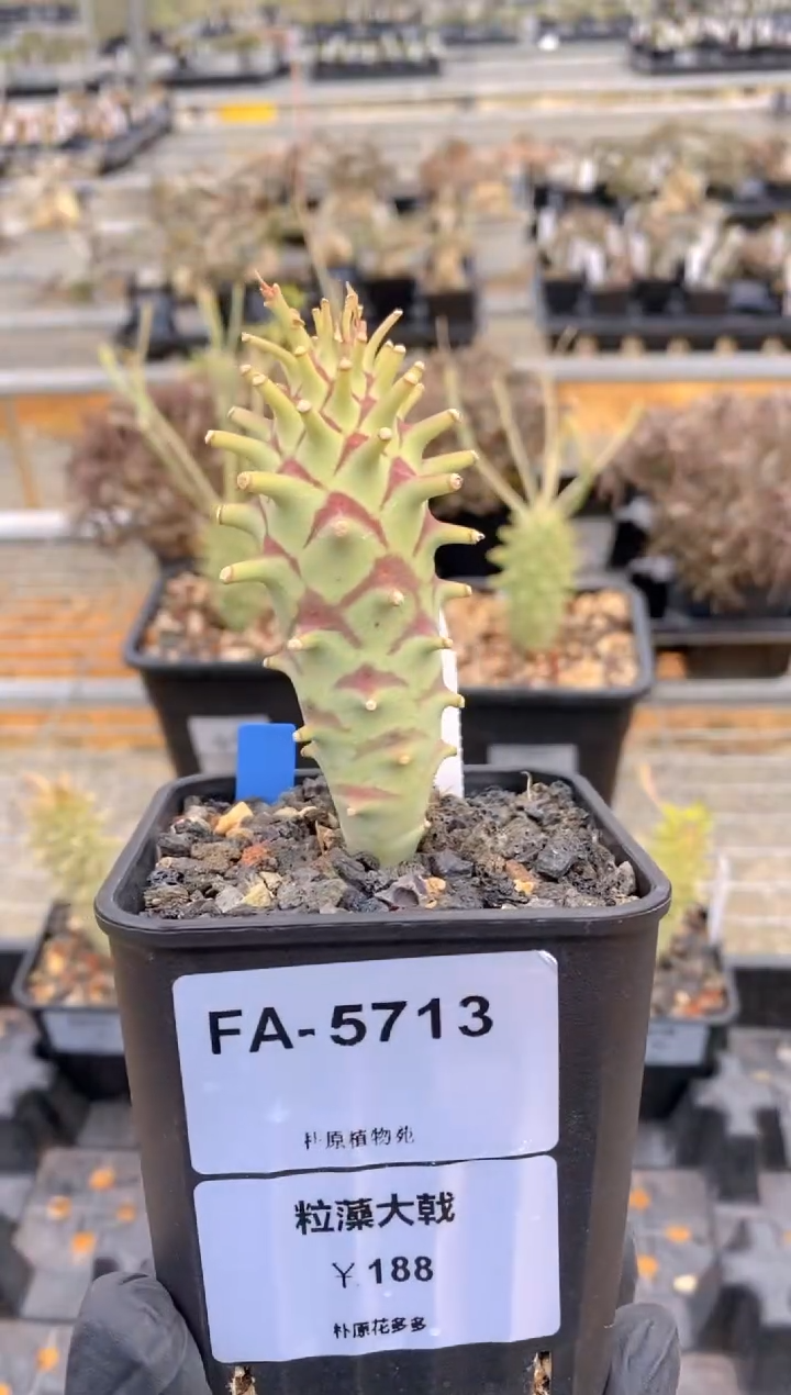 【闪购商品】粒藻大戟FA-5713