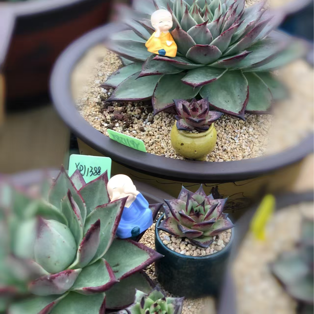 多肉植物美乌原始种桃子乌木黑檀汁魔王