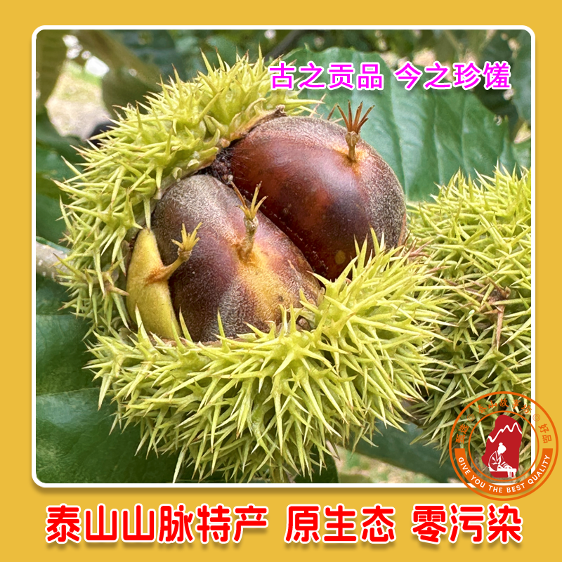 【古之贡品 今之珍馐】泰山山脉新鲜泰山油栗粉面软糯香甜可口