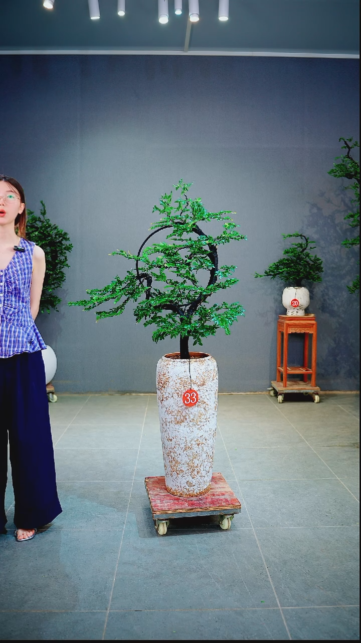 当前无花朵，栽培后可花朵白*一物一拍绿植