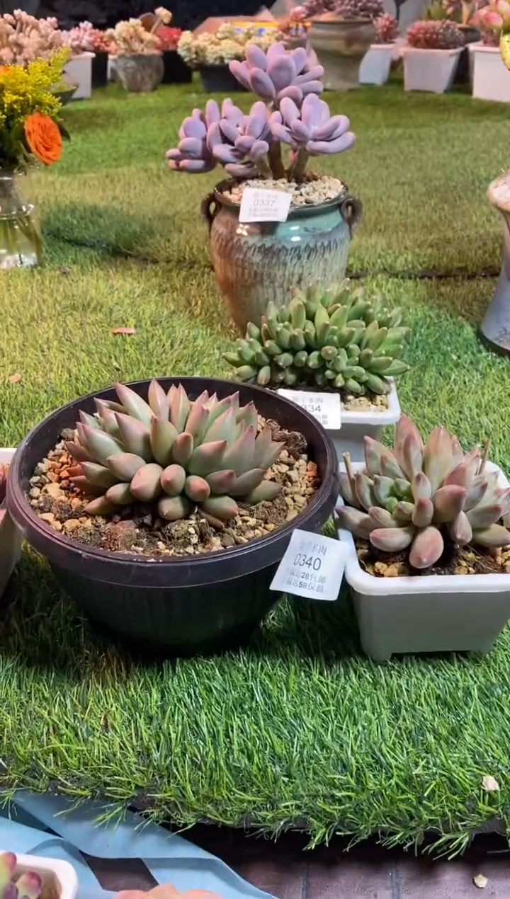 【闪购商品】0340a