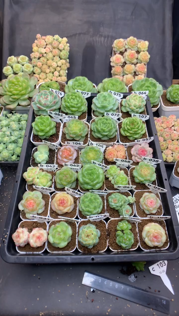 c103 定繁爱神 裸根 可送土 angel的 68