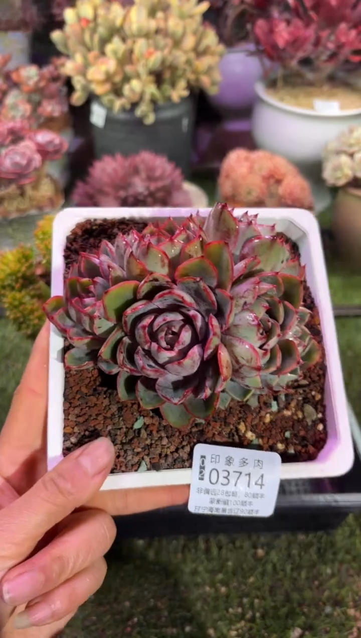 【闪购商品】03714