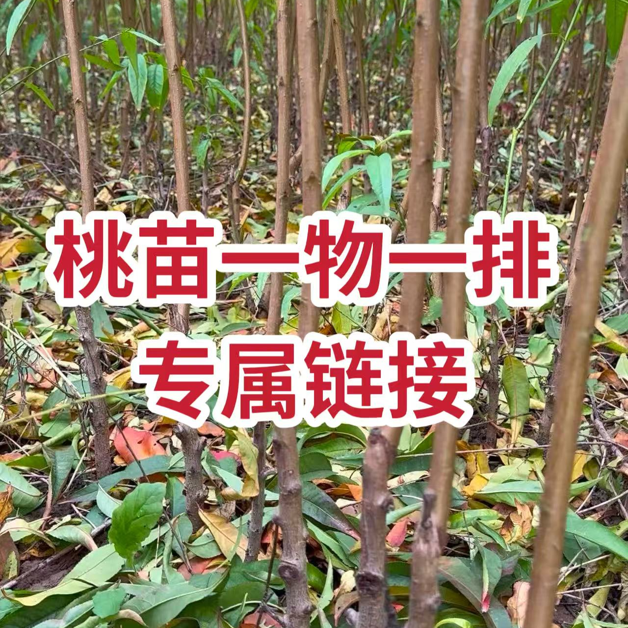 直播间一物一拍桃苗