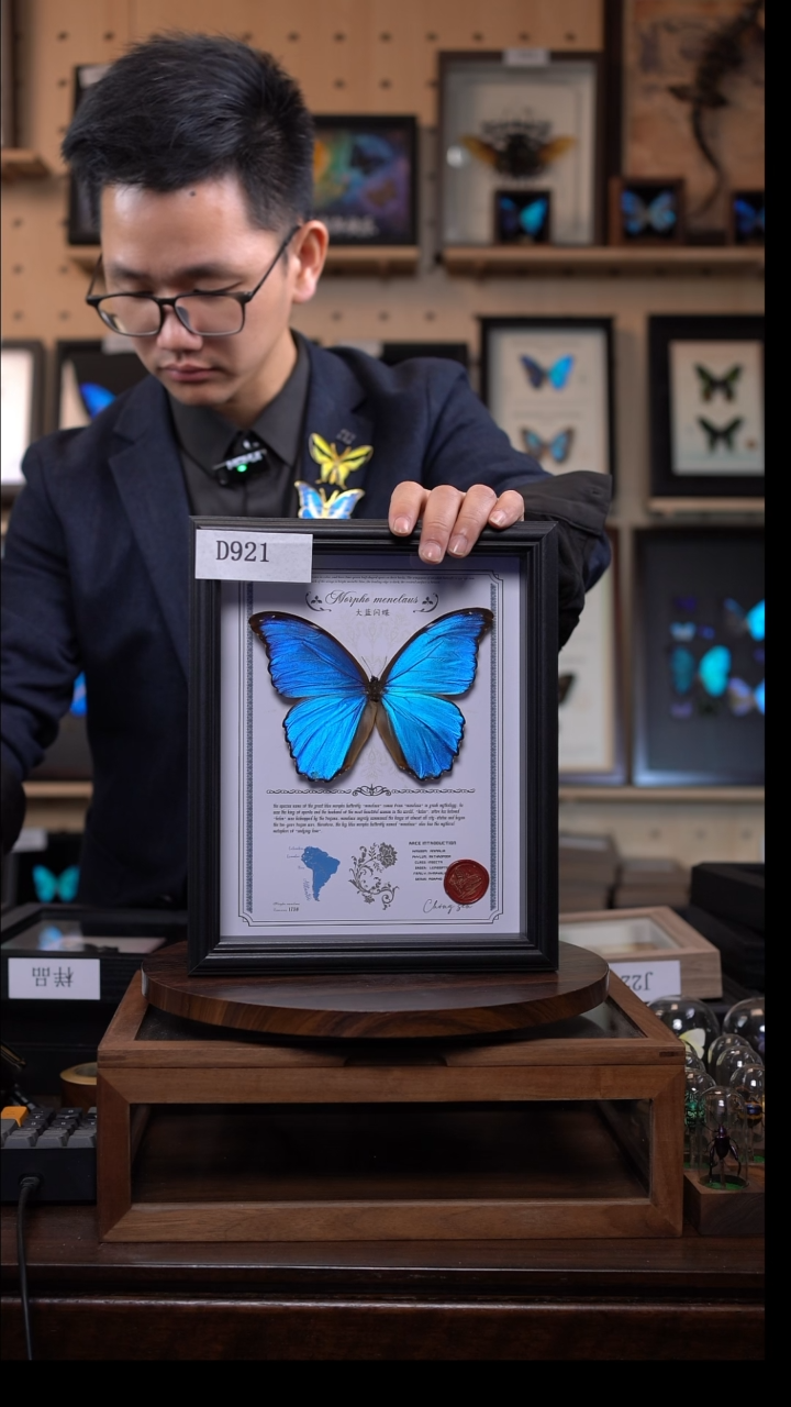 S*m蝴蝶标本摆件一口价d921