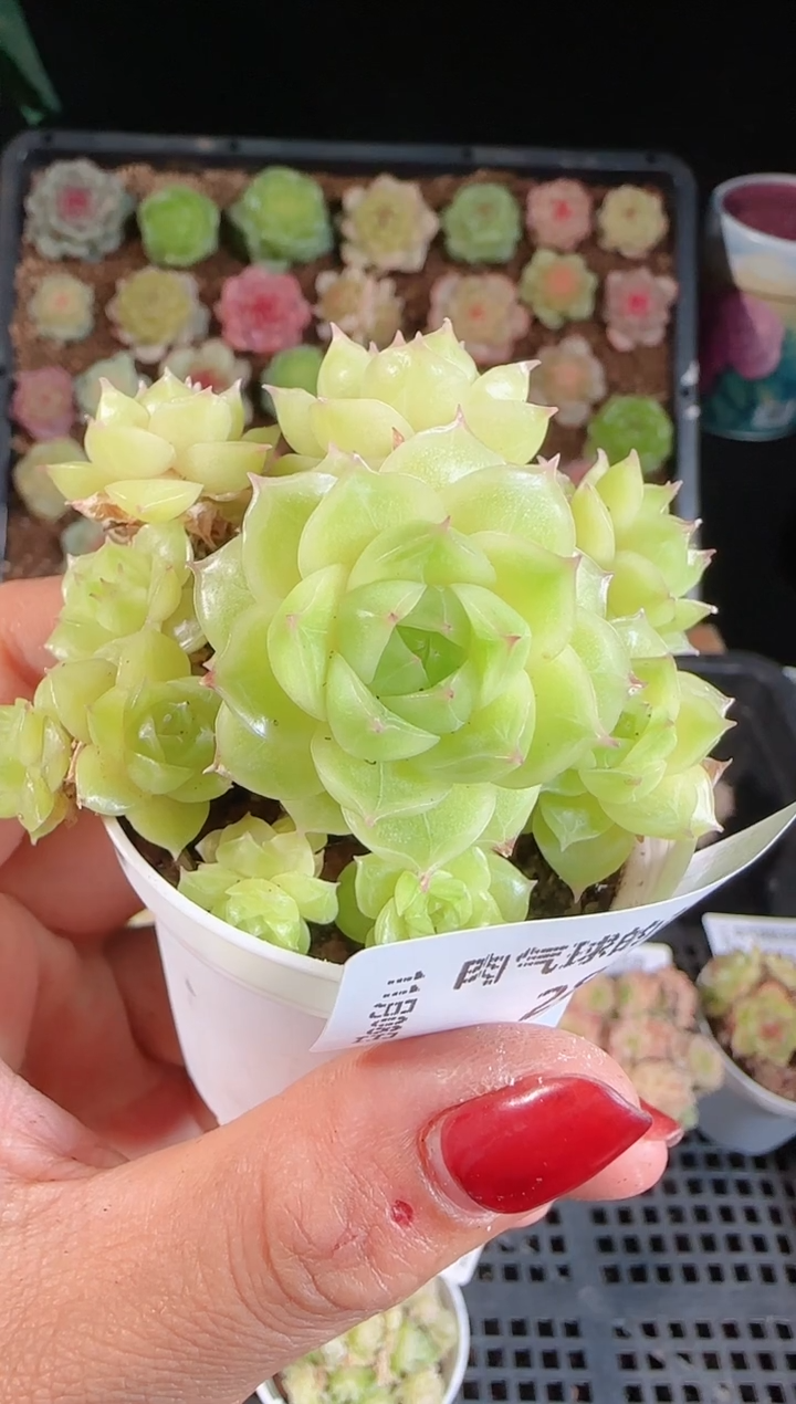 1108-280麦秆群不包整