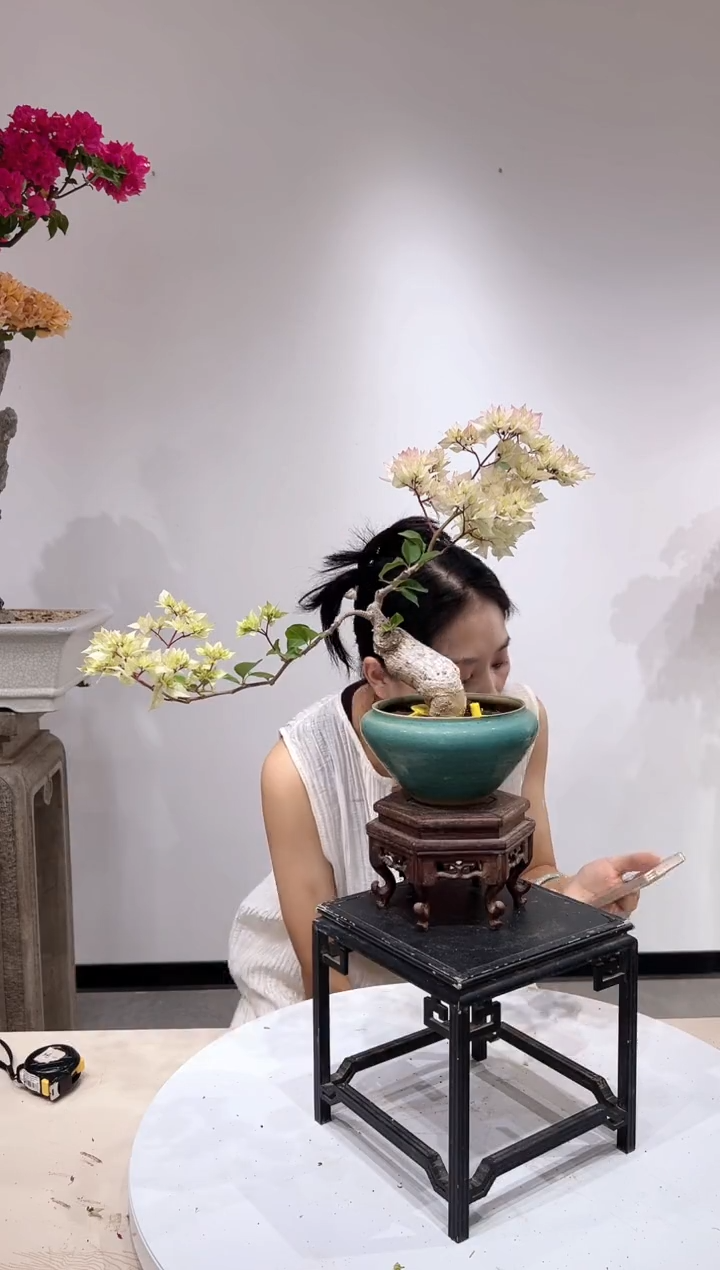 全部花朵点*三角梅老桩盆景