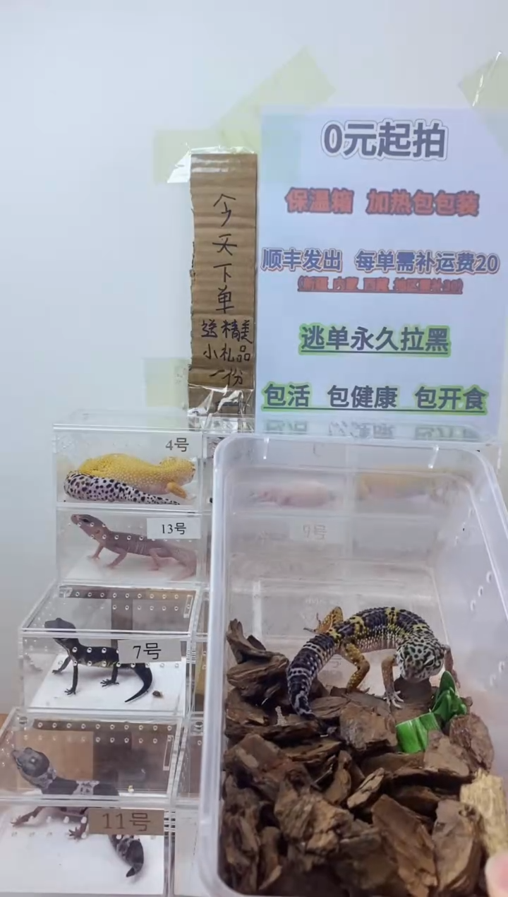 豹纹守宫豹纹守宫幼苗亚成体成体肥尾