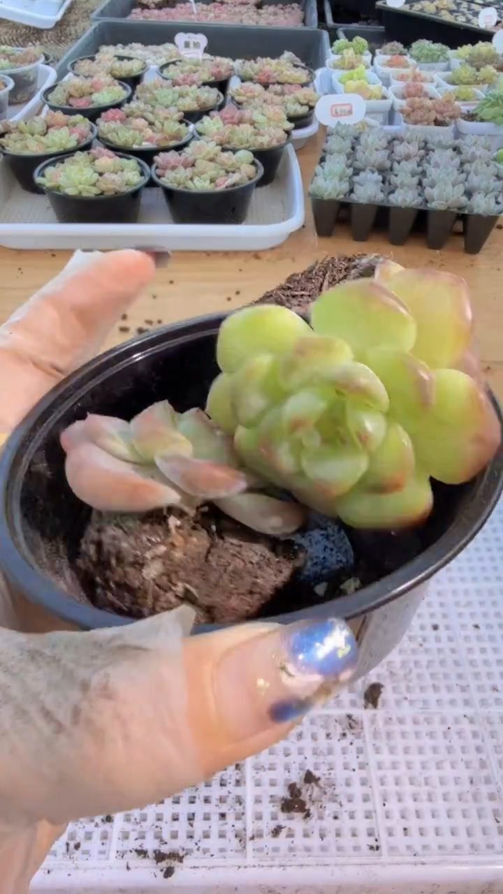 绿透黑盒1盒量拍混发 满9.9包邮