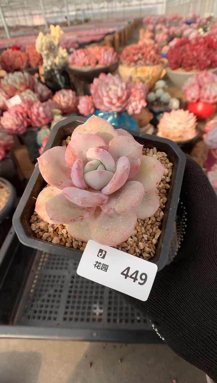 449奶茶多肉植物一物一拍