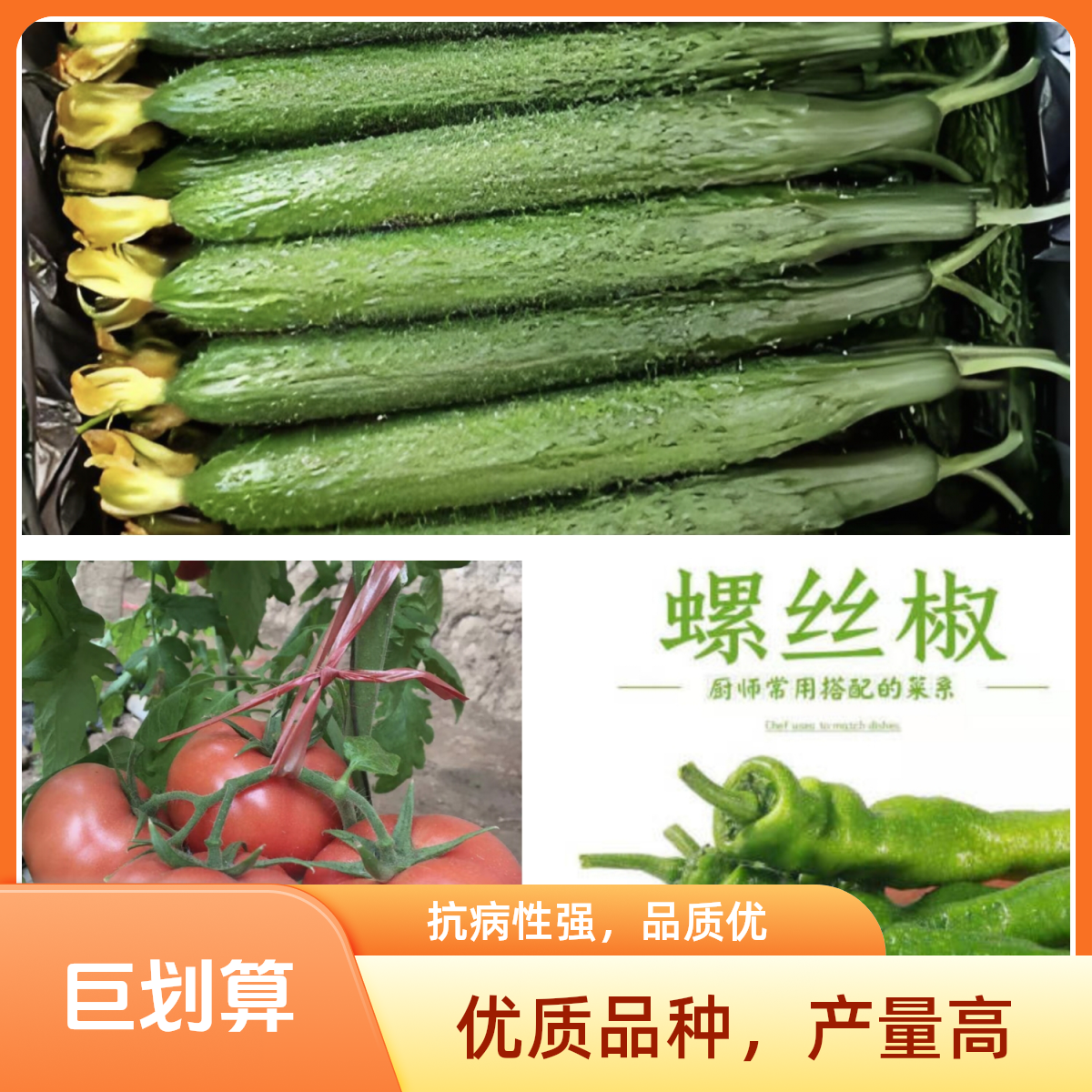 蔬菜组合【水黄瓜2斤+西红柿2斤+螺丝椒1斤】共5斤顺丰包邮新鲜