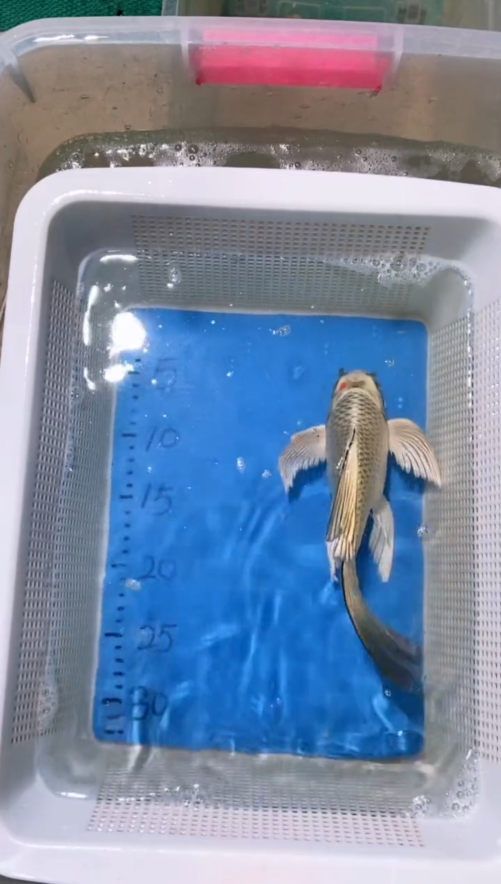 锦鲤锦鲤蝴蝶鲤鱼拍开箱视频包售后