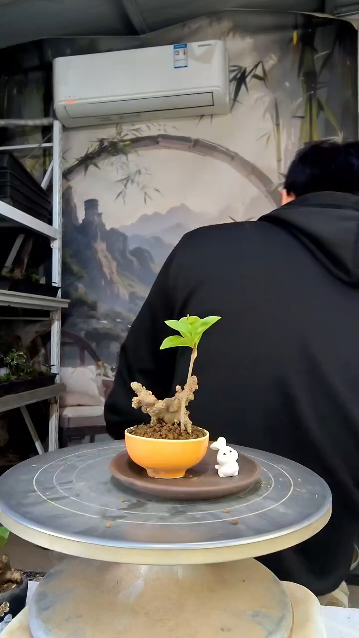 r****c中青园艺一物一拍花96