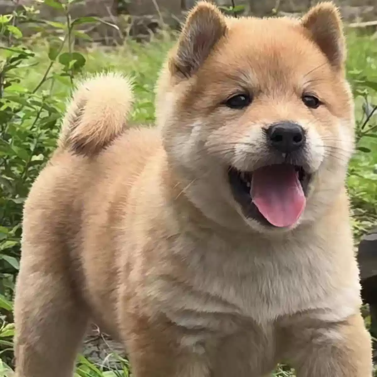 纯种中华田园犬幼犬活体黄狗白面幼犬广西土猎犬土狗大黄狗幼犬狗