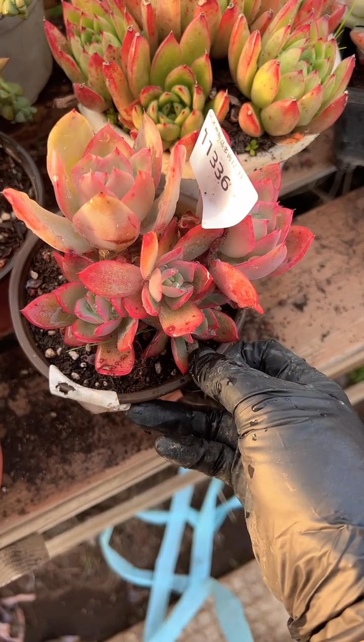 果****爱多肉植物一物一拍11336