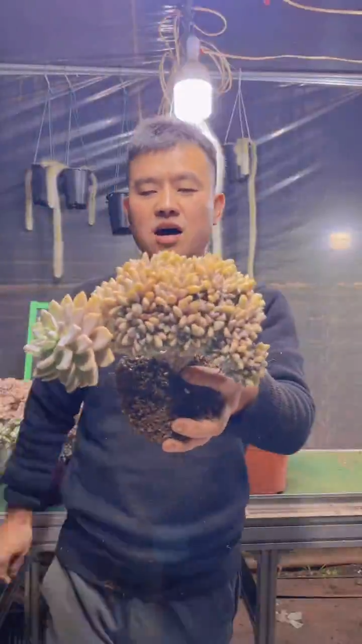 154淡雪缀化一物一拍