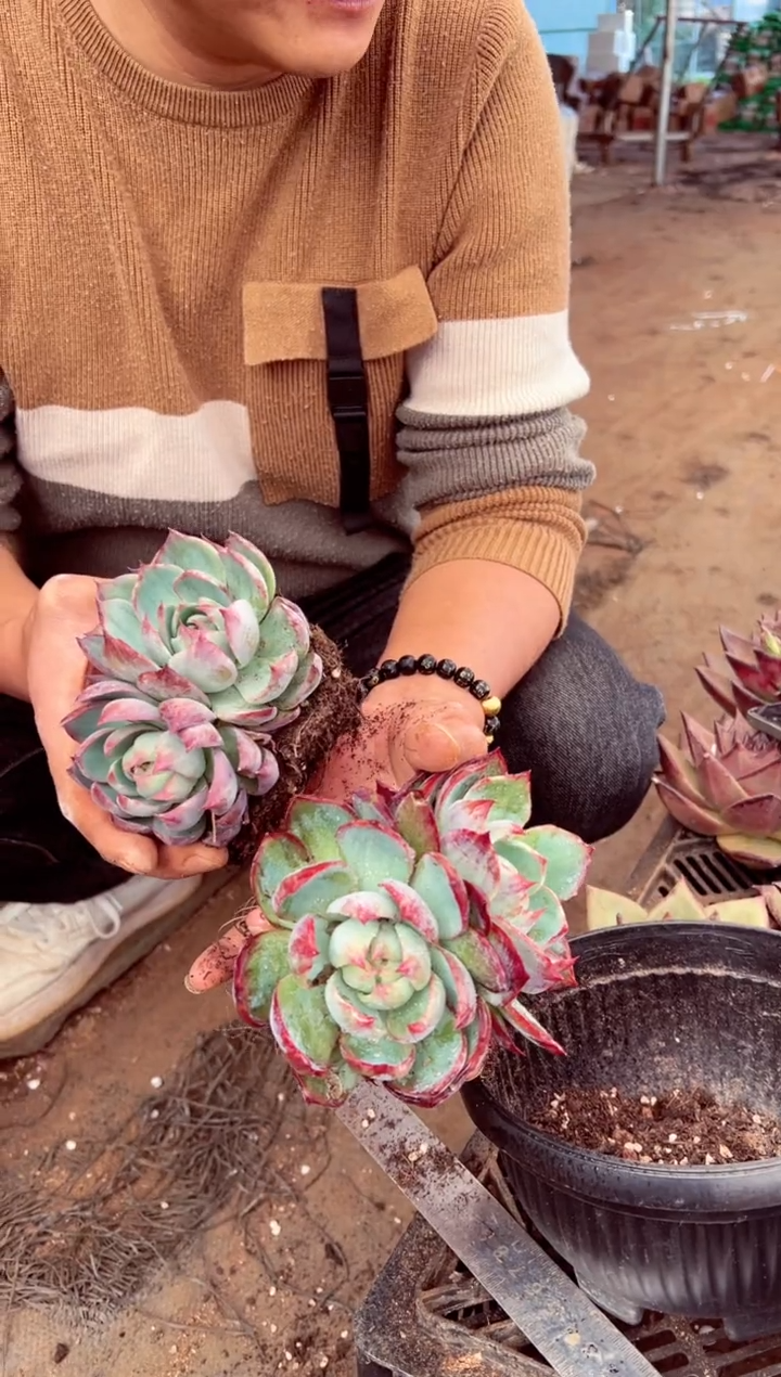 惊鸿群生精品多肉