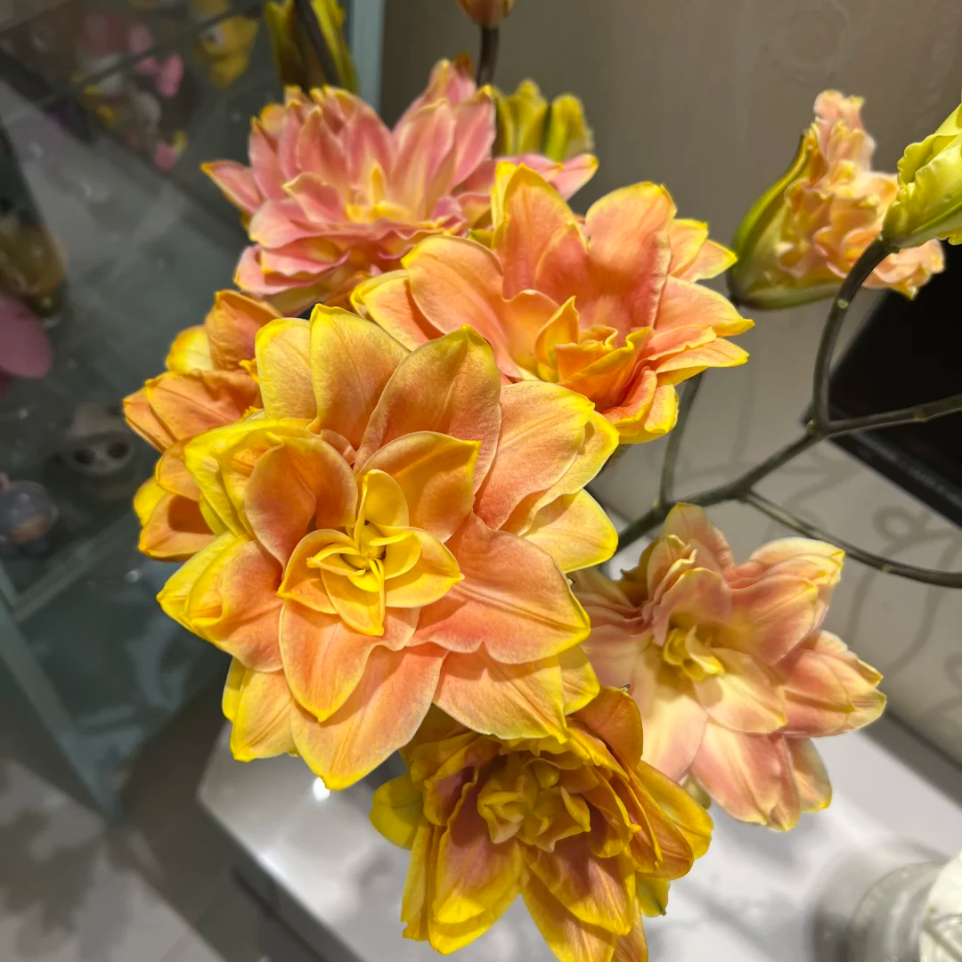 【静静甄选】金玉满堂重瓣百合 云南直发鲜花家居水养鲜花花束客厅