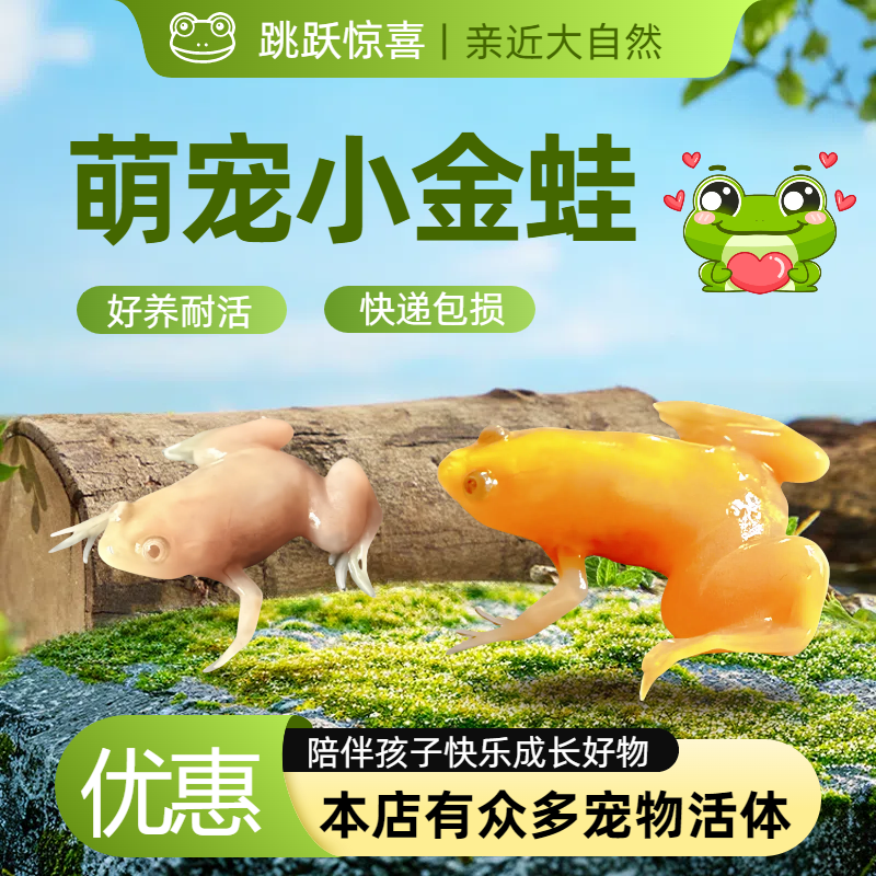 金蛙活物龙鱼饲料金蛙观赏青蛙水族可爱活体宠物蛙金色小金蛙金蟾