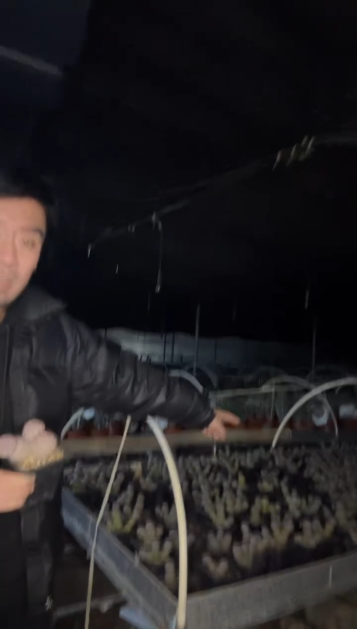 【闪购商品】习志野1颗 随机111111