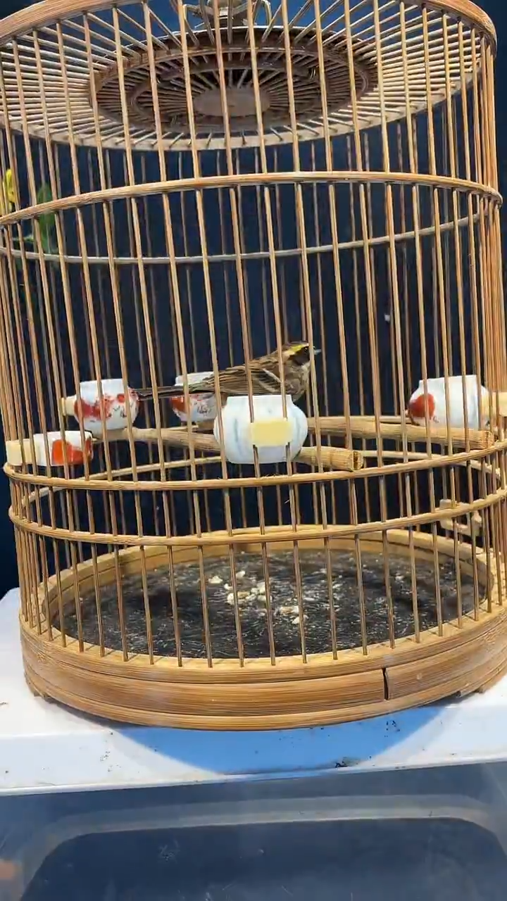 31号  虎头凤养笼  0元起拍