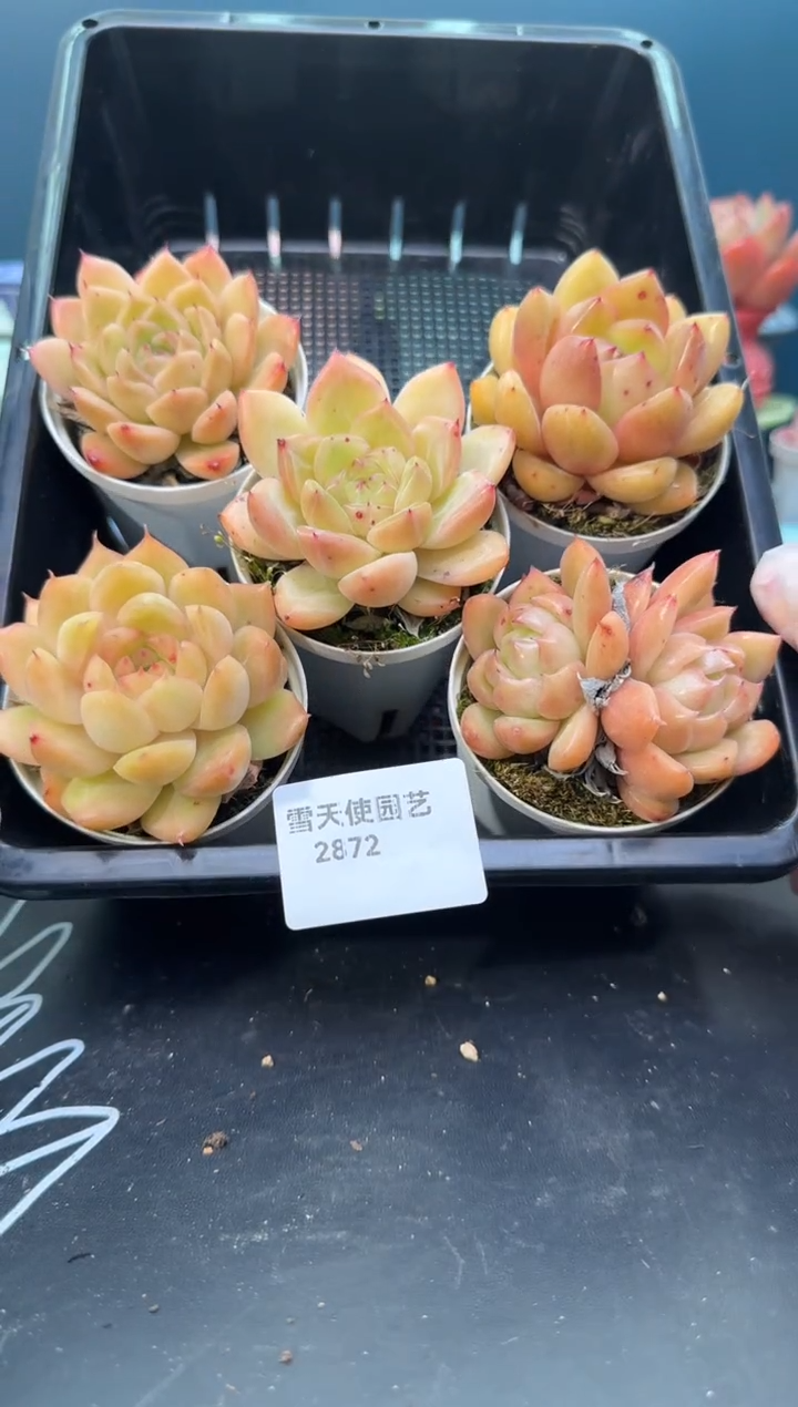 2 872  多肉 5  颗