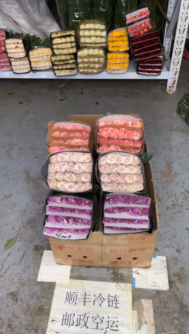 紫霞20枝+曼塔20枝+朱小姐20枝