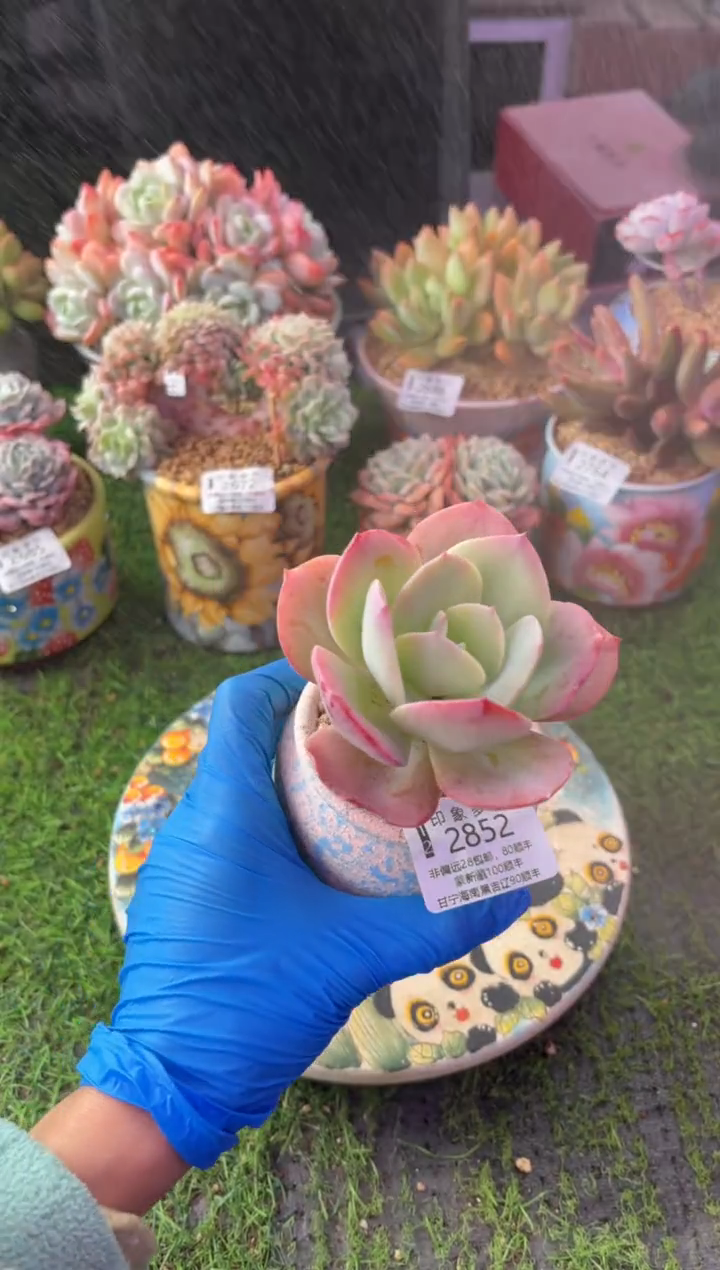 昆明印象多肉2852