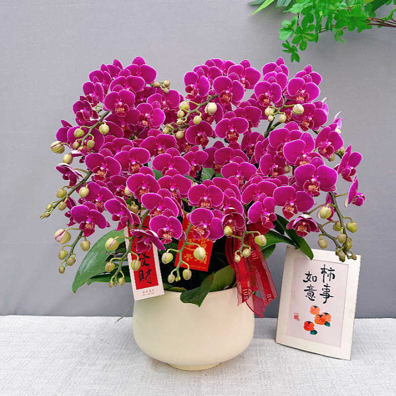 花满屋【红酒-蝴蝶兰】 高端鲜花 花期长室内观赏花 送礼年宵花