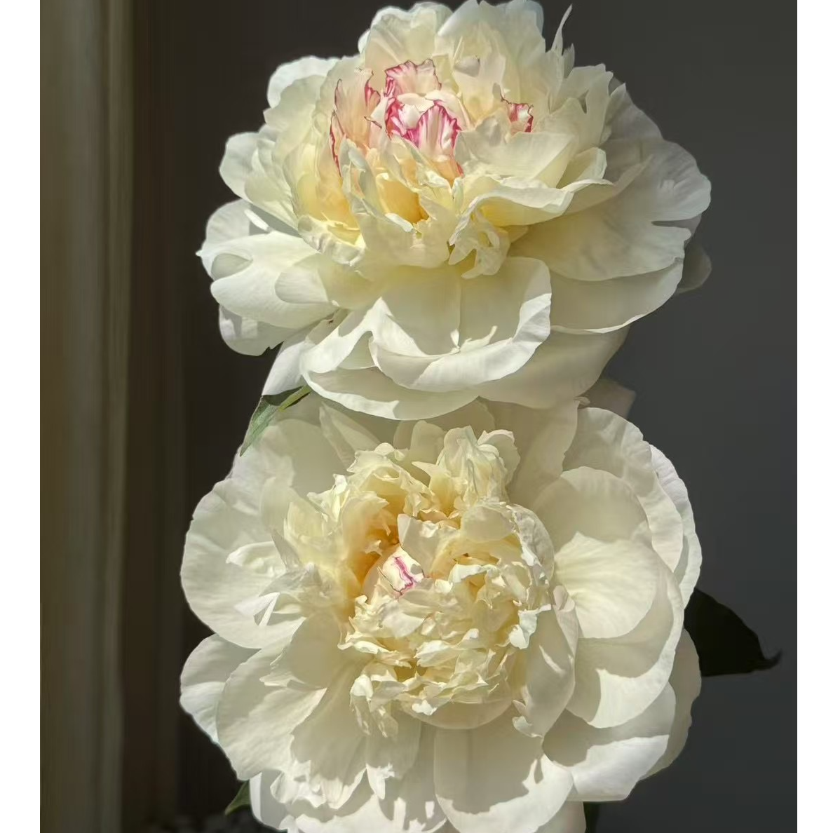 【冰点】重瓣芍药芍药直发高品质鲜切花生活鲜花