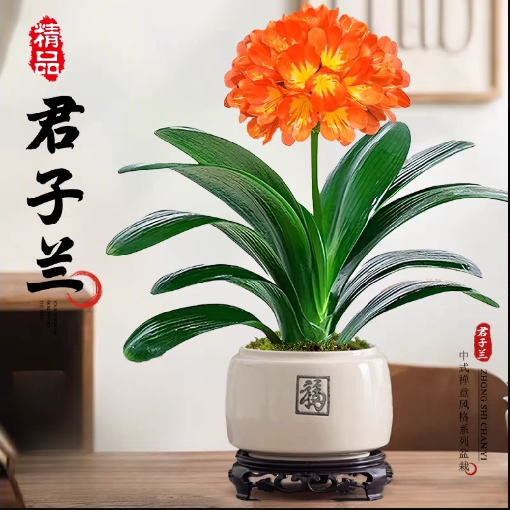 带花苞六年生精品君子兰客厅绿植大盆栽室内庭院阳台花卉基地直销