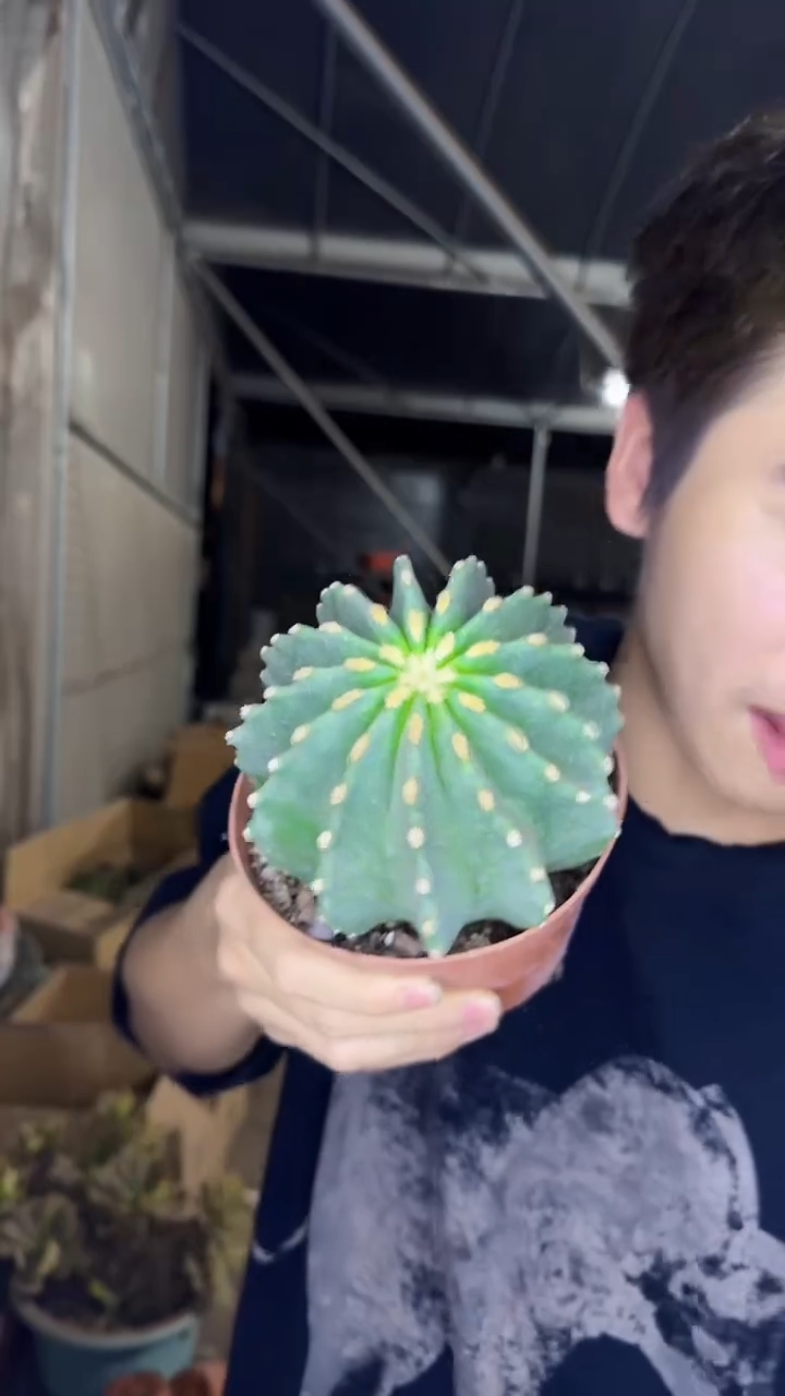大号 无刺王冠龙