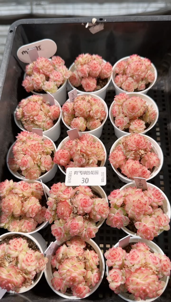 1225-30m1-475多肉量拍任意发一颗群生不包整