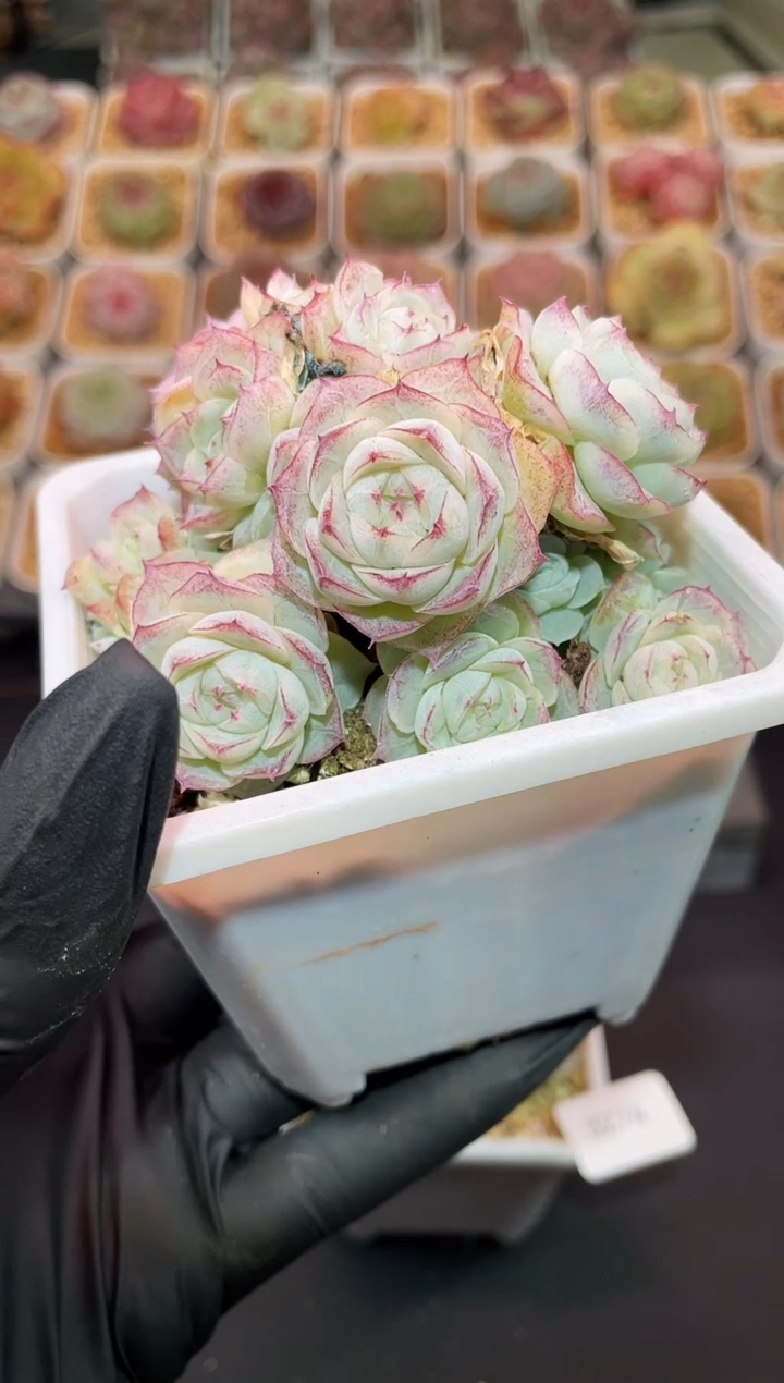 闪购3274 白体包包女王群多肉一颗