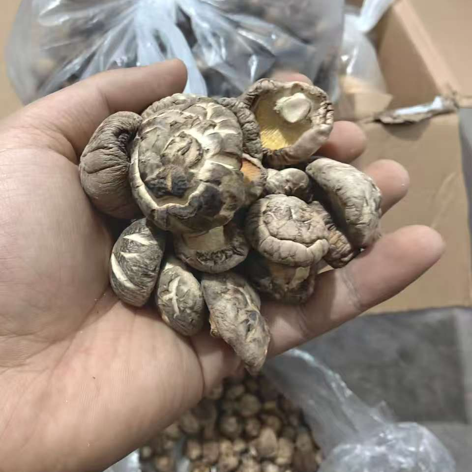 陇南农户自产金钱菇